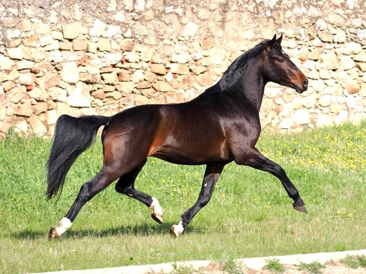 Brown horse trotting in a grassy field near a stone wall on a sunny day.