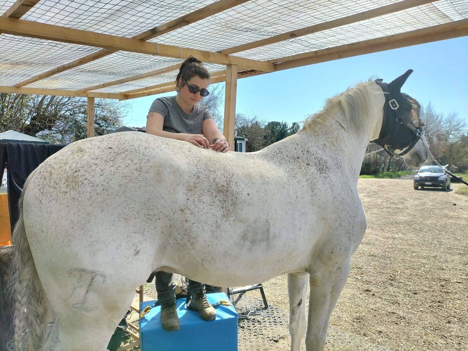 Person standing on a blue box grooming a white horse under a wooden canopy on a sunny day.