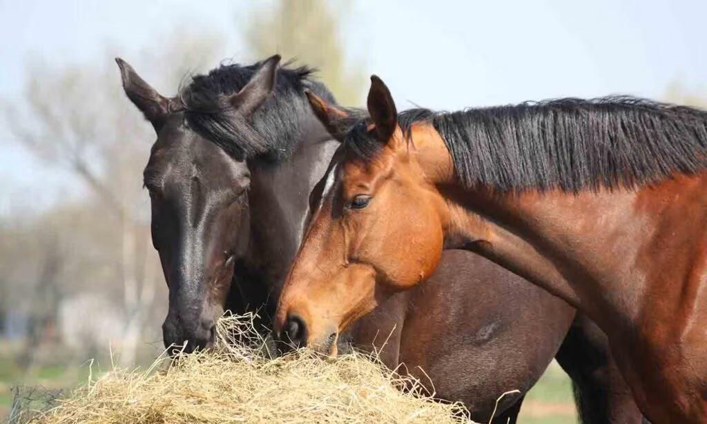 Two horses eating hay together in a sunny outdoor setting.