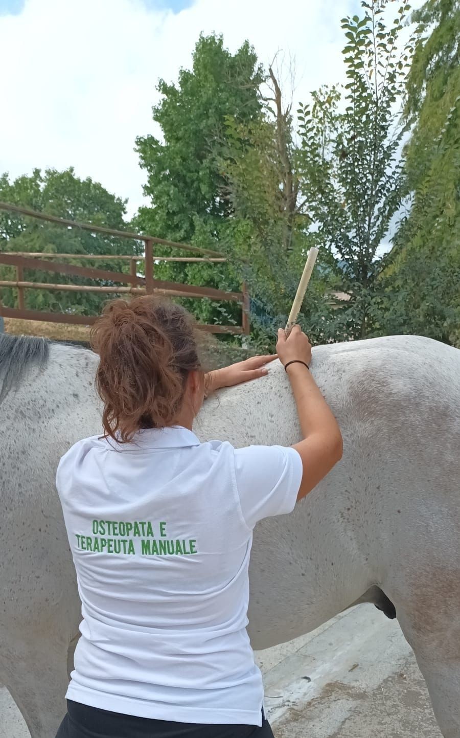 Person in white shirt performing manual therapy on a gray horse outdoors.