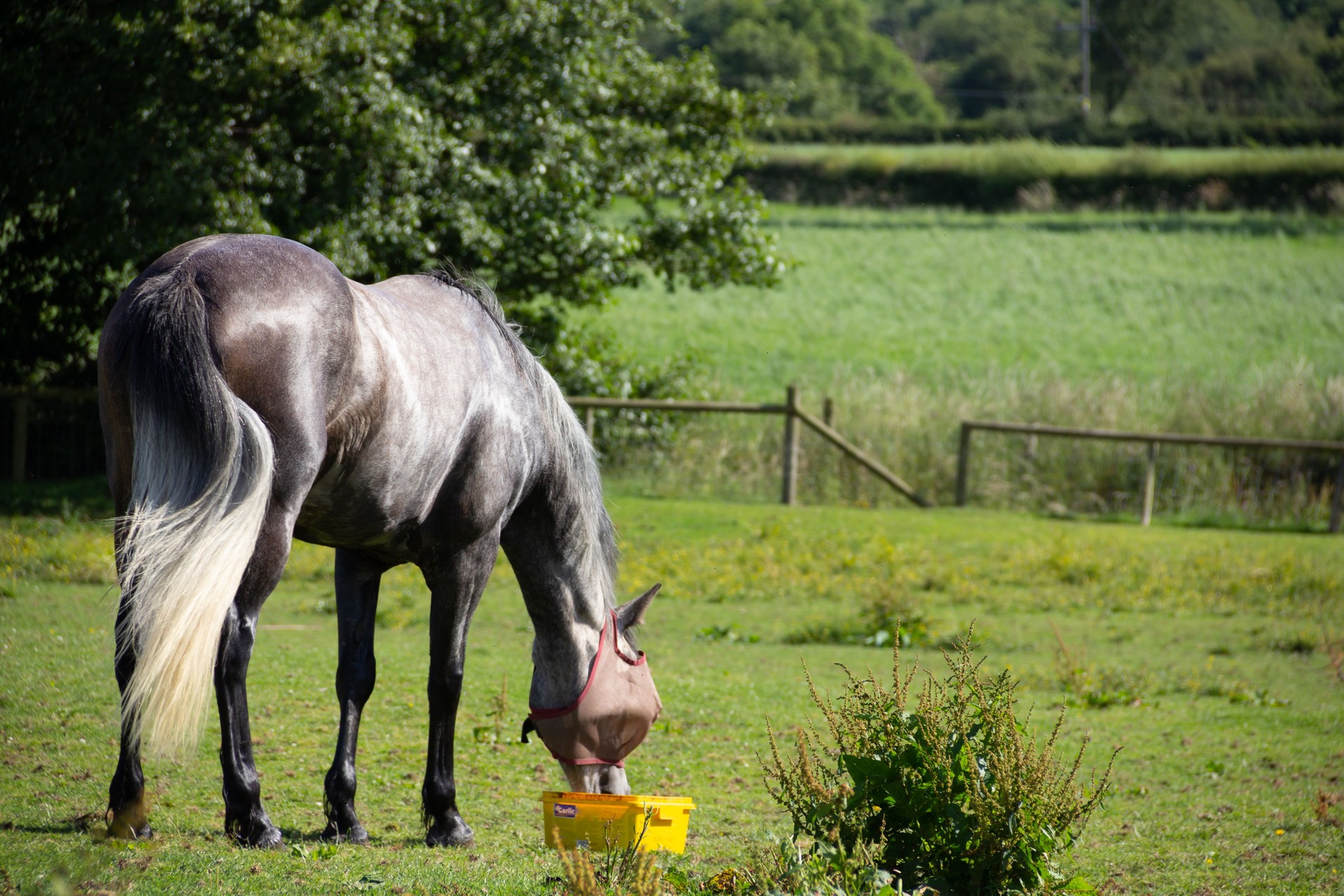 Bellissimo cavallo grigio che si gode una leccata nel campo, godendosi la leccata al gusto di aglio piena di vitamine e minerali.