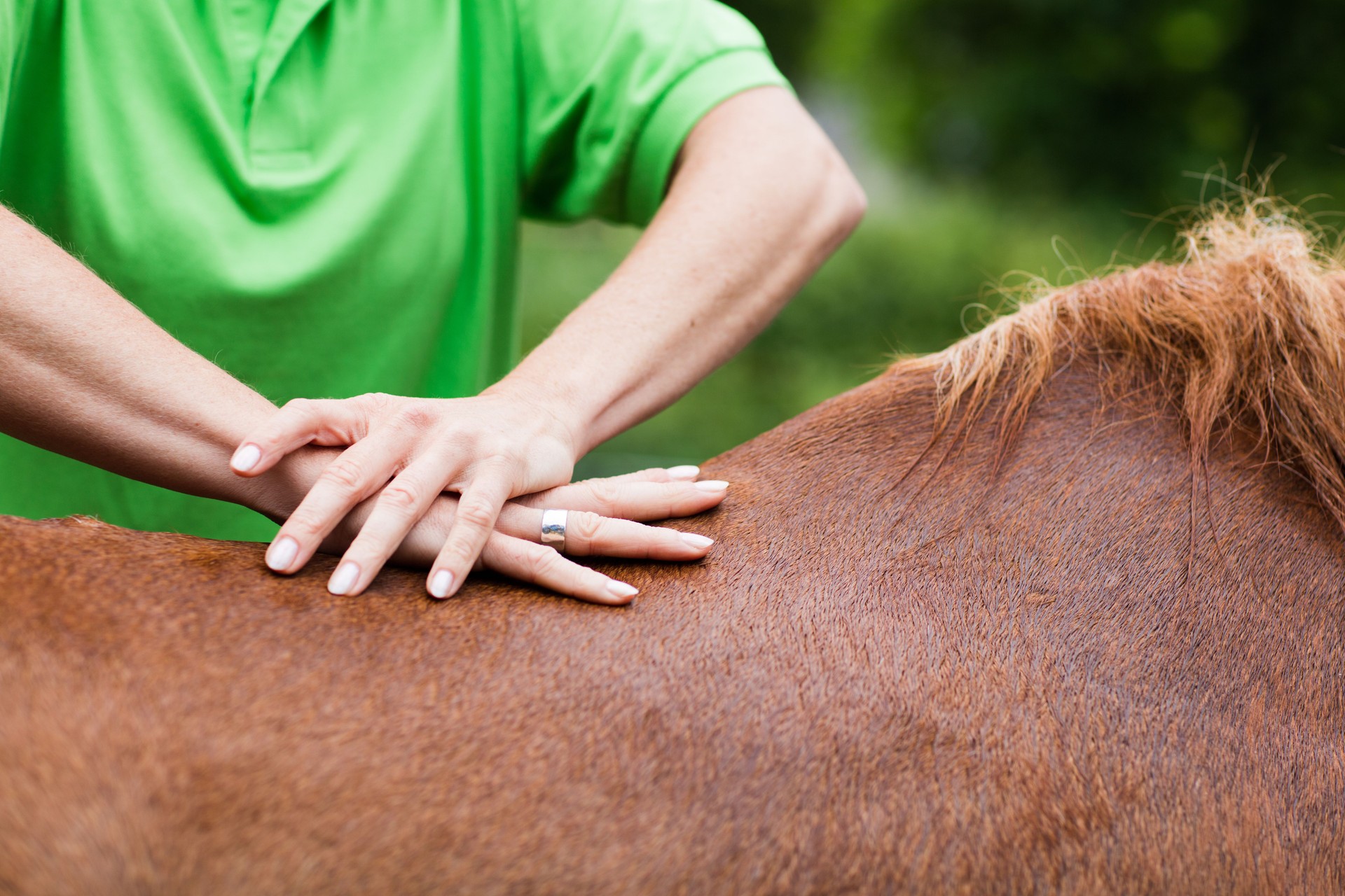 Veterinario che esegue chiropractica a cavallo